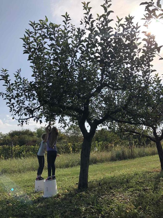 Baranja Black Hill'S Gajic المظهر الخارجي الصورة