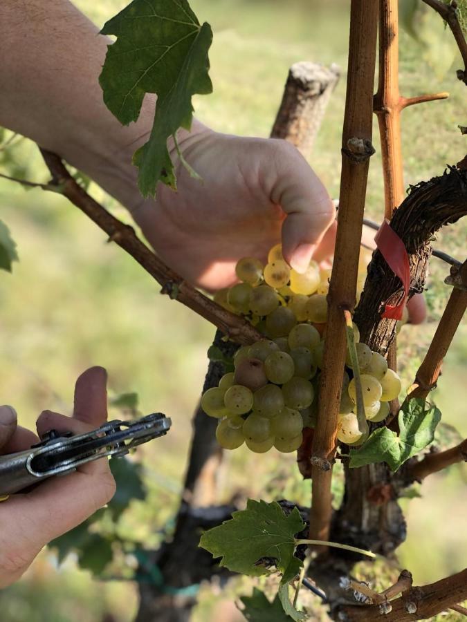 Baranja Black Hill'S Gajic المظهر الخارجي الصورة