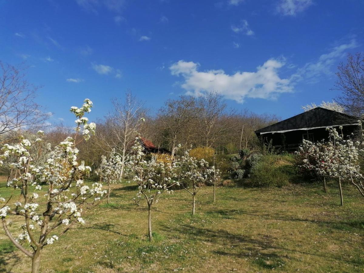 Baranja Black Hill'S Gajic المظهر الخارجي الصورة