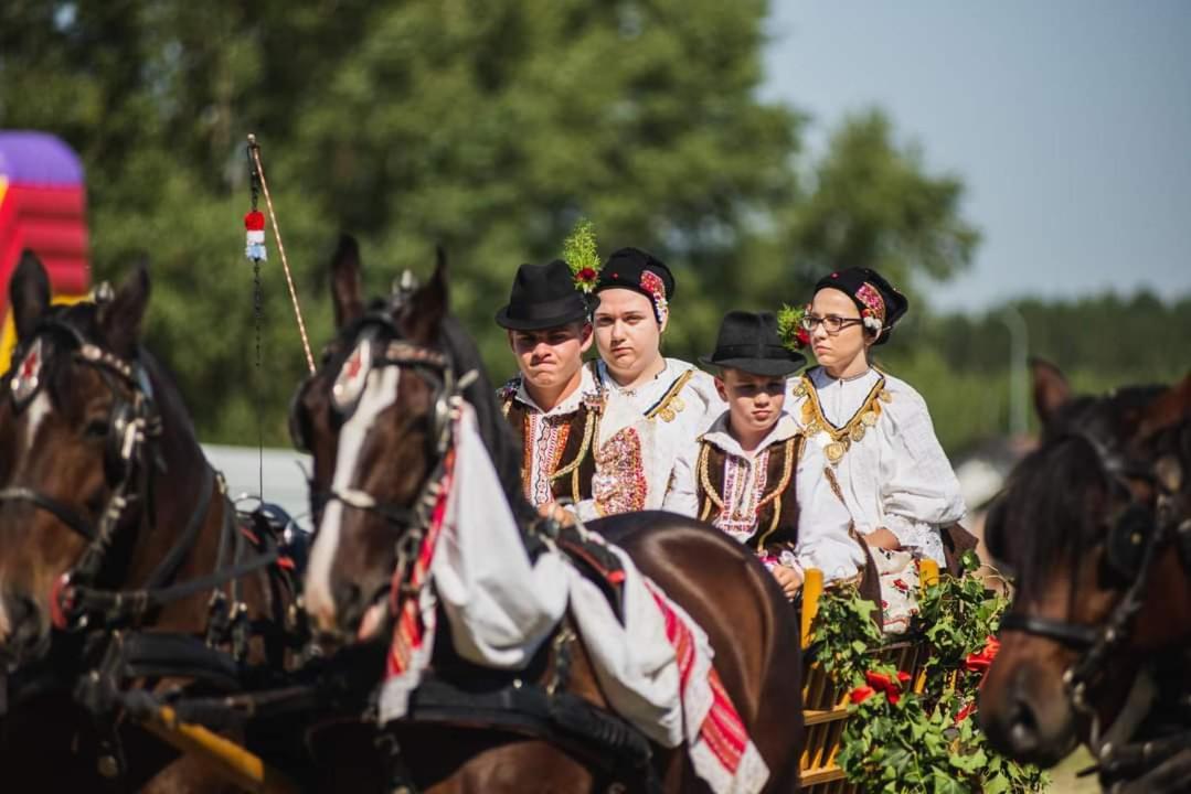 Baranja Black Hill'S Gajic المظهر الخارجي الصورة