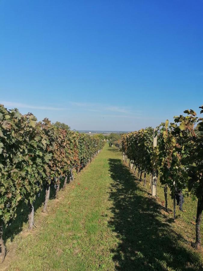 Baranja Black Hill'S Gajic المظهر الخارجي الصورة